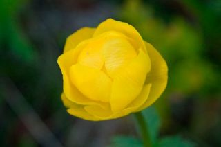 Engblomme
