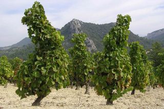 Besøg i Provence 2004