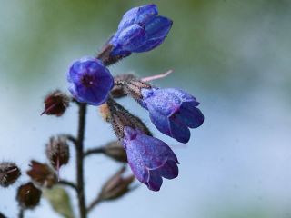 Havens Blomster