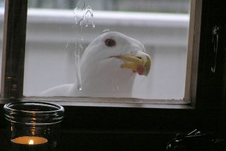 Svartbag