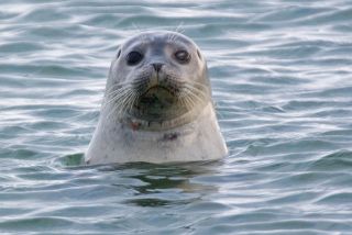 Spættet Sæl