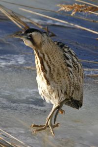 Rørdrum
