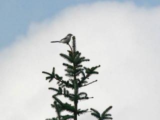 Stor Tornskade