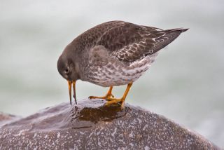 Sortgrå Ryle