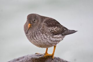 Sortgrå Ryle