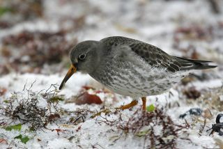 Sortgrå Ryle