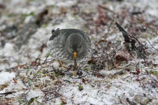 Sortgrå Ryle