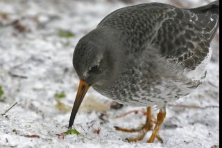 Sortgrå Ryle