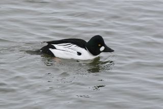 Hvinand, han