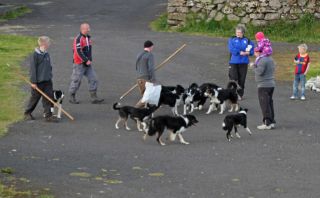 Fåre hunde