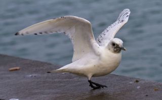 Ismåge