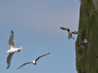 Rider, Lomvie, Bulbjerg