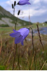 Blå Klokkeblomst