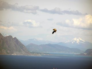 Havørn